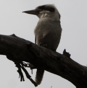 Dacelo novaeguineae at Deakin, ACT - 23 Nov 2018 10:07 AM