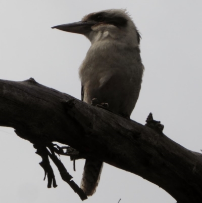 Dacelo novaeguineae (Laughing Kookaburra) at Red Hill Nature Reserve - 22 Nov 2018 by JackyF