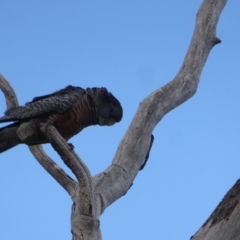 Callocephalon fimbriatum (Gang-gang Cockatoo) at Red Hill Nature Reserve - 22 Nov 2018 by JackyF