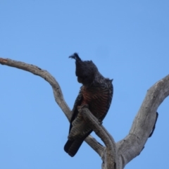 Callocephalon fimbriatum at Deakin, ACT - 23 Nov 2018