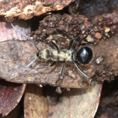 Polyrhachis semiaurata (A golden spiny ant) at Mount Ainslie - 21 Nov 2018 by jb2602
