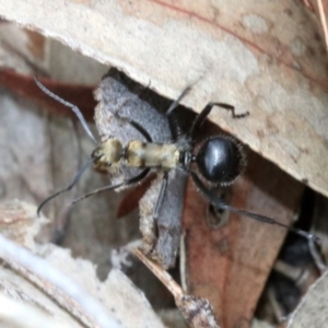 Polyrhachis semiaurata at Majura, ACT - 21 Nov 2018