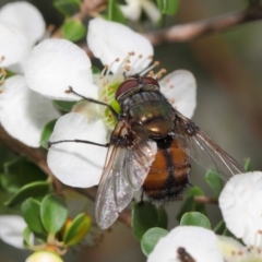 Rutilia sp. (genus) (A Rutilia bristle fly, subgenus unknown) at Hackett, ACT - 21 Nov 2018 by TimL