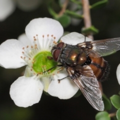 Rutilia sp. (genus) at Hackett, ACT - 21 Nov 2018