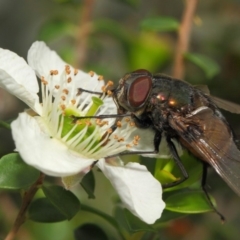 Rutilia sp. (genus) at Hackett, ACT - 21 Nov 2018