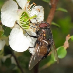 Rutilia sp. (genus) at Hackett, ACT - 21 Nov 2018