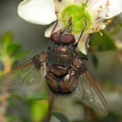 Rutilia sp. (genus) at Hackett, ACT - 21 Nov 2018 12:49 PM