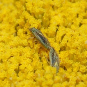 Lygaeidae (family) at Acton, ACT - 21 Nov 2018