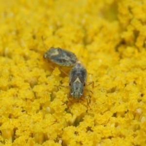 Lygaeidae (family) at Acton, ACT - 21 Nov 2018