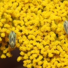 Lygaeidae (family) at Acton, ACT - 21 Nov 2018