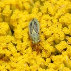 Lygaeidae (family) at Acton, ACT - 21 Nov 2018