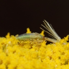 Lygaeidae (family) at Acton, ACT - 21 Nov 2018