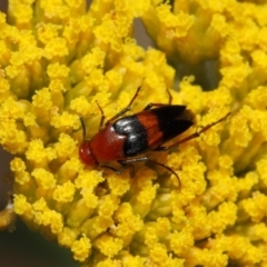 Ripiphoridae (family) (Wedge-shaped beetle) at ANBG - 21 Nov 2018 by Tim L