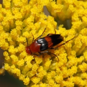 Ripiphoridae (family) at Acton, ACT - 21 Nov 2018 01:30 PM