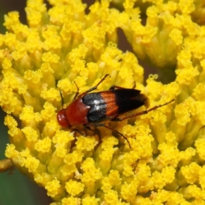 Ripiphoridae (family) at Acton, ACT - 21 Nov 2018 01:30 PM