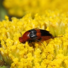 Ripiphoridae (family) at Acton, ACT - 21 Nov 2018 01:30 PM