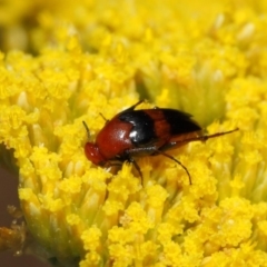 Ripiphoridae (family) at Acton, ACT - 21 Nov 2018 01:30 PM