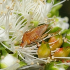 Pentatomoidea (superfamily) (Unidentified Shield or Stink bug) at Acton, ACT - 21 Nov 2018 by TimL