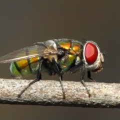 Calliphoridae (family) (Unidentified blowfly) at Hackett, ACT - 21 Nov 2018 by TimL