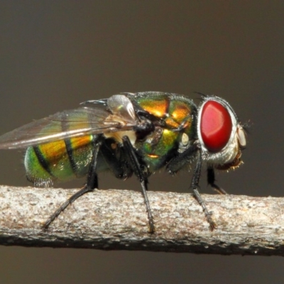 Calliphoridae (family) (Unidentified blowfly) at ANBG - 21 Nov 2018 by Tim L