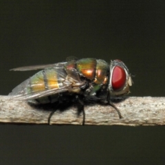 Calliphoridae (family) at Hackett, ACT - 21 Nov 2018