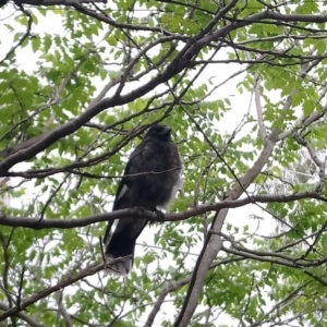 Strepera graculina at Kambah, ACT - 23 Nov 2018 11:21 AM