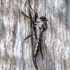 Cerdistus sp. (genus) (Slender Robber Fly) at Mount Ainslie - 21 Nov 2018 by jbromilow50