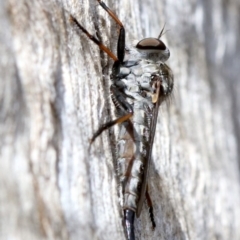 Cerdistus sp. (genus) at Majura, ACT - 21 Nov 2018