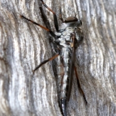 Cerdistus sp. (genus) at Majura, ACT - 21 Nov 2018