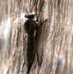 Cerdistus sp. (genus) at Majura, ACT - 21 Nov 2018