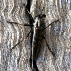 Cerdistus sp. (genus) at Majura, ACT - 21 Nov 2018