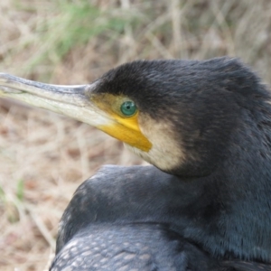 Phalacrocorax carbo at Fyshwick, ACT - 21 Nov 2018 12:36 PM