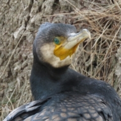 Phalacrocorax carbo at Fyshwick, ACT - 21 Nov 2018 12:36 PM