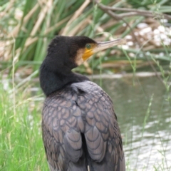 Phalacrocorax carbo at Fyshwick, ACT - 21 Nov 2018 12:36 PM