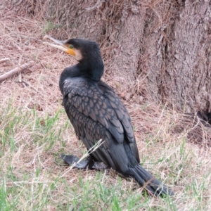 Phalacrocorax carbo at Fyshwick, ACT - 21 Nov 2018 12:36 PM