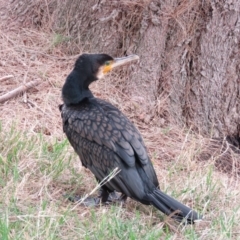 Phalacrocorax carbo at Fyshwick, ACT - 21 Nov 2018 12:36 PM