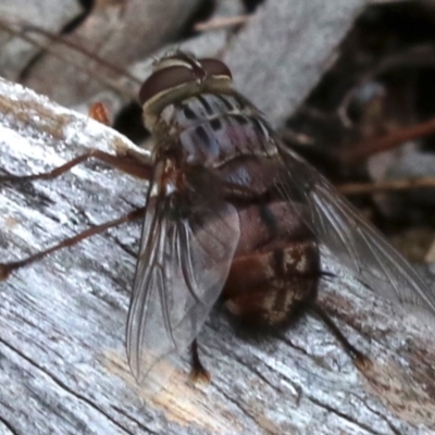 Rutilia (Rutilia) sp. (genus & subgenus) (Bristle fly) at Mount Ainslie - 21 Nov 2018 by jb2602