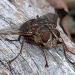 Rutilia (Rutilia) sp. (genus & subgenus) at Campbell, ACT - 21 Nov 2018