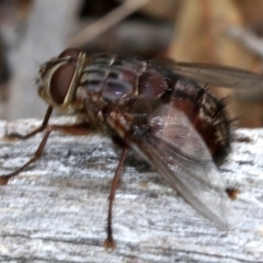 Rutilia (Rutilia) sp. (genus & subgenus) at Campbell, ACT - 21 Nov 2018