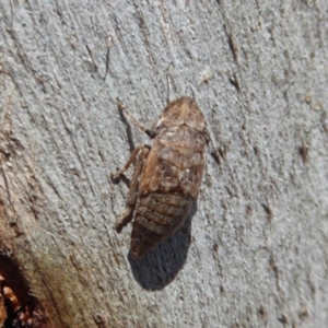 Stenocotis sp. (genus) at Symonston, ACT - 20 Nov 2018