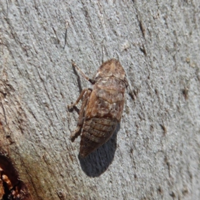 Stenocotis sp. (genus) (A Leafhopper) at Symonston, ACT - 20 Nov 2018 by Christine