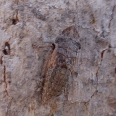 Stenocotis sp. (genus) at Symonston, ACT - 20 Nov 2018