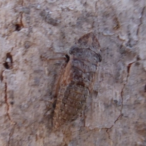 Stenocotis sp. (genus) at Symonston, ACT - 20 Nov 2018