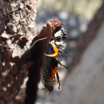 Apricia jovialis (Jovial jumping spider) at Mount Mugga Mugga - 19 Nov 2018 by Christine