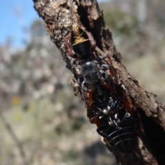 Apricia jovialis at Symonston, ACT - 20 Nov 2018 10:19 AM