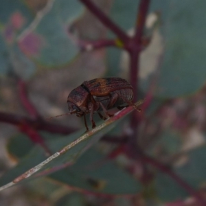 Cadmus (Cadmus) crucicollis at Symonston, ACT - 2 Nov 2018 11:00 AM