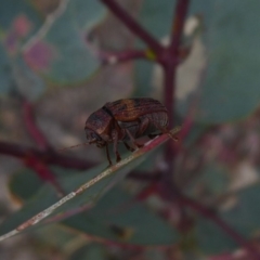 Cadmus (Cadmus) crucicollis (Leaf beetle) at Mount Mugga Mugga - 2 Nov 2018 by Christine