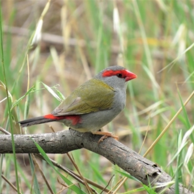 Neochmia temporalis (Red-browed Finch) at Fyshwick, ACT - 21 Nov 2018 by KumikoCallaway
