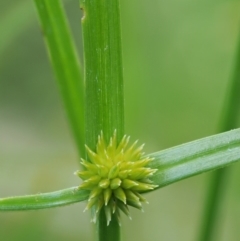 Cyperus sphaeroideus (Scented Sedge) at Coree, ACT - 19 Nov 2018 by KenT