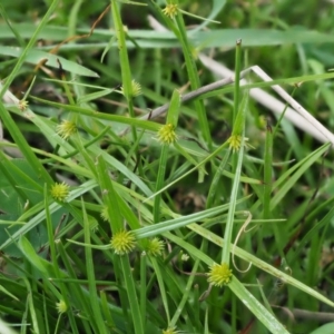 Cyperus sphaeroideus at Coree, ACT - 20 Nov 2018 10:17 AM